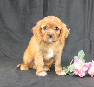 puppy, for, sale, Cavalier King Charles Spaniel, Ivan J. Stoltzfus, dog, breeder, Dornsife, PA, dog-breeder, puppy-for-sale, forsale, nearby, find, puppyfind, locator, puppylocator, aca